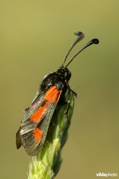 Zygaena sarpedon
