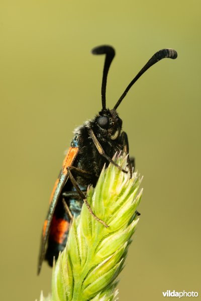 Zygaena sarpedon