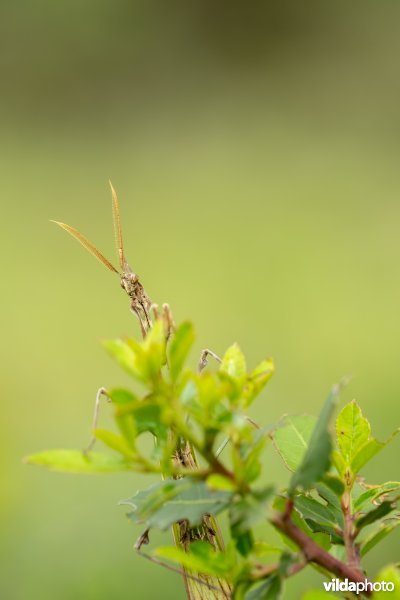 Empusa pennata
