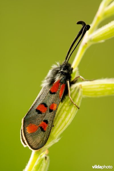 Zygaena rhadamanthus