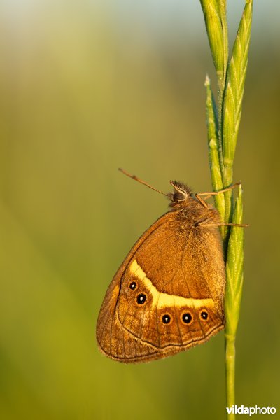 Spaans oranje zandoogje