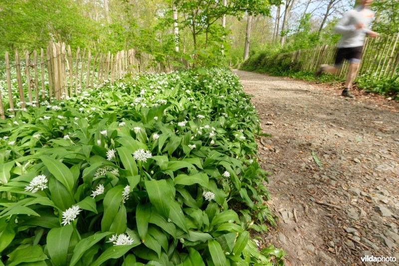 9160 Eiken-Haagbeukenbos