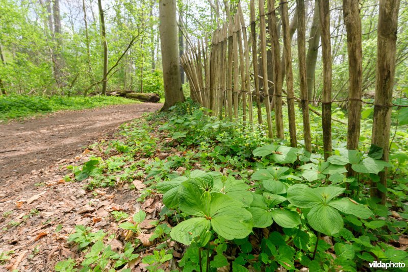 9160 Eiken-Haagbeukenbos