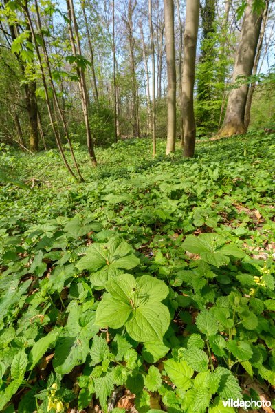 9160 Eiken-Haagbeukenbos