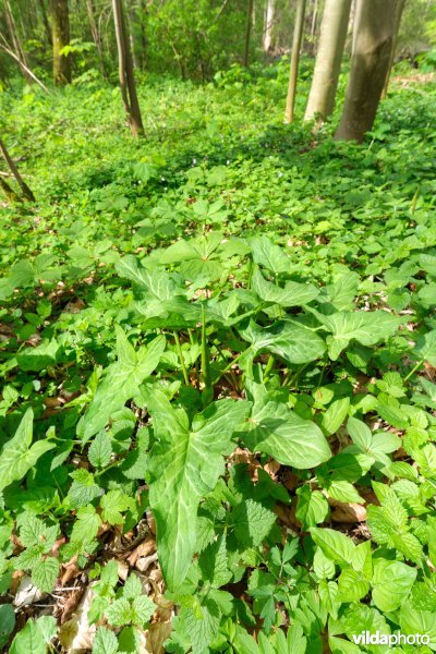 9160 Eiken-Haagbeukenbos