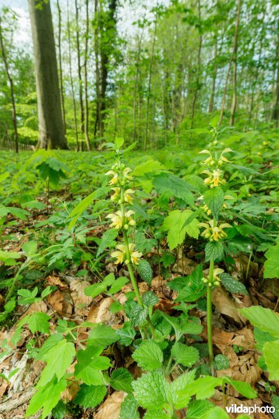 9160 Eiken-Haagbeukenbos