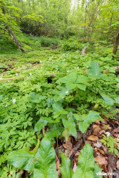 91E0 Vogelkers-Essenbos