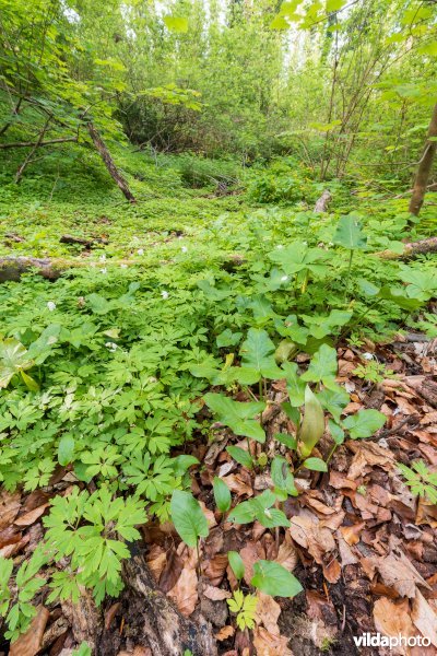 91E0 Vogelkers-Essenbos