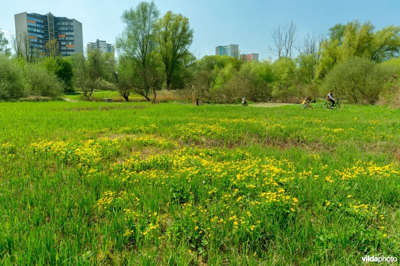 6430 Natte voedselrijke ruigte