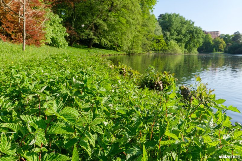 HGB Dotterbloemgrasland