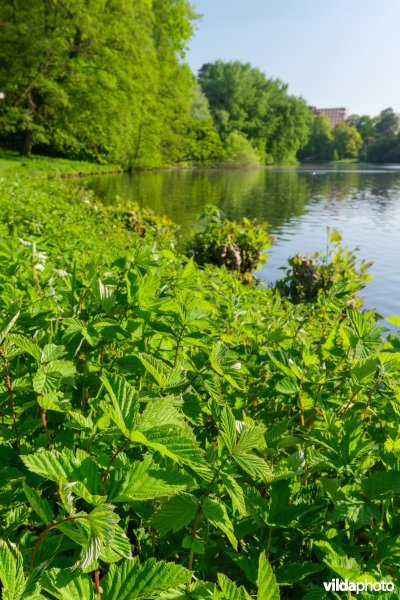 HGB Dotterbloemgrasland