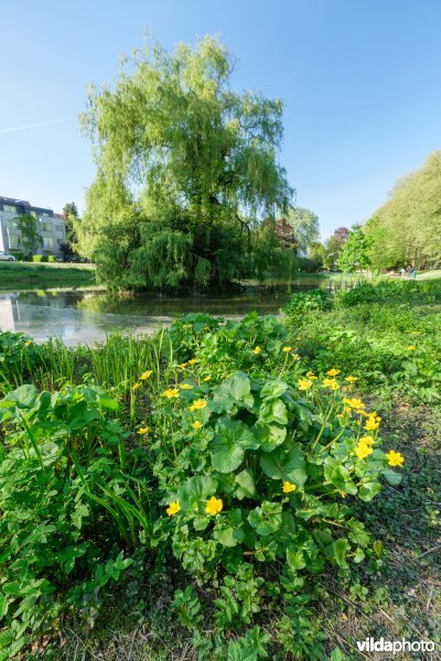 HGB Dotterbloemgrasland