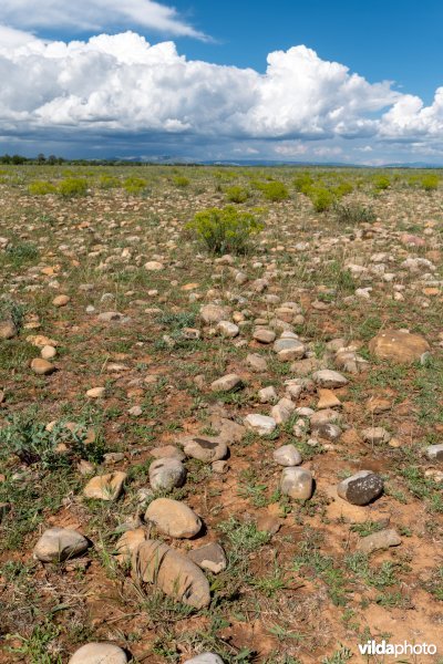 6220 Pseudo-steppe