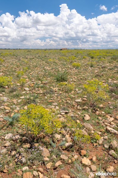 6220 Pseudo-steppe