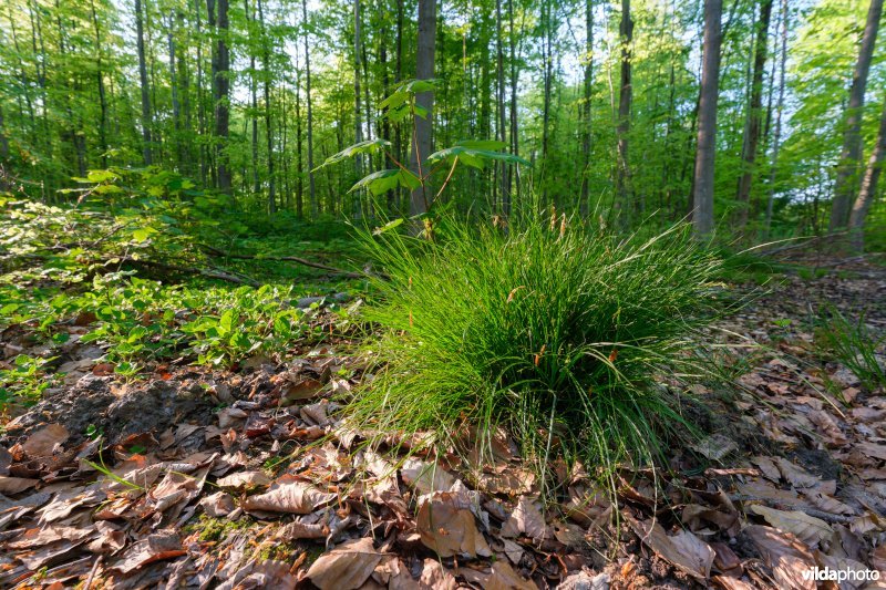9120 Zuurminnende beukenbossen