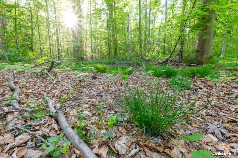 9120 Zuurminnende beukenbossen