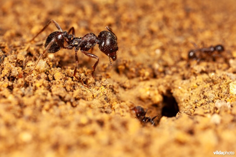 Werksters van een oogstmier