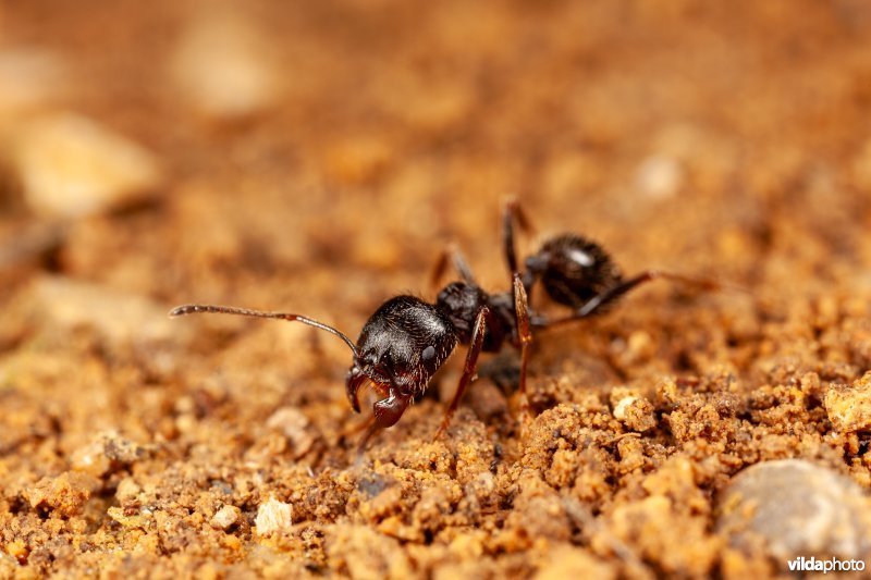 Werkster van een oogstmier