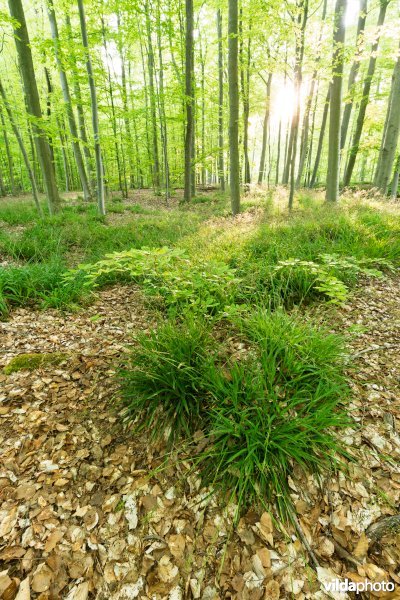 9120 Zuurminnende beukenbossen