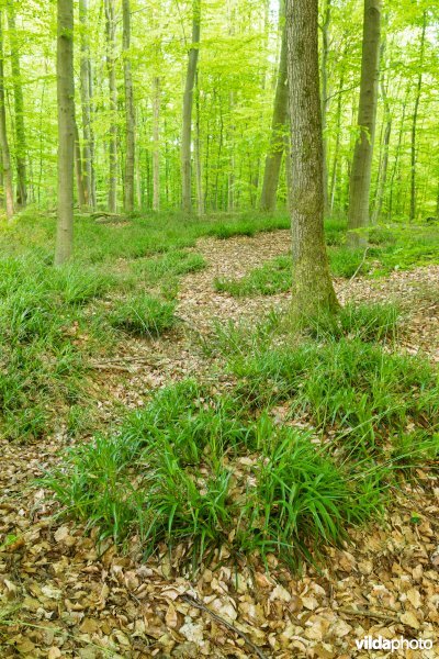 9120 Zuurminnende beukenbossen