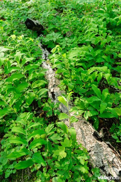 9160 Eiken-Haagbeukenbos