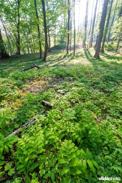 9160 Eiken-Haagbeukenbos