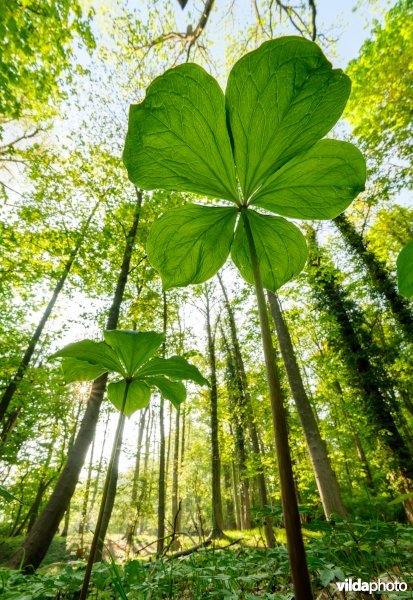 9160 Eiken-Haagbeukenbos