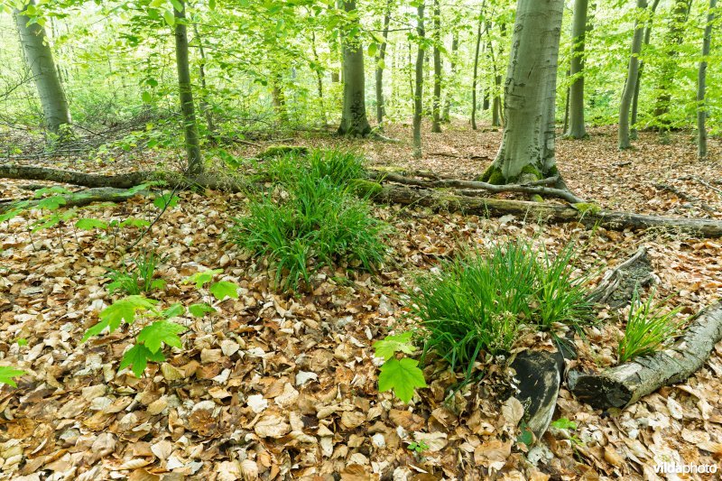 9120 Zuurminnende beukenbossen