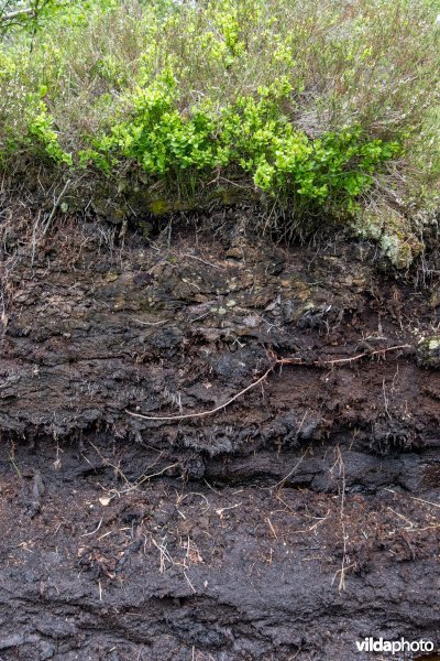 Educatief bodemprofiel in een reservaat met veenbodem