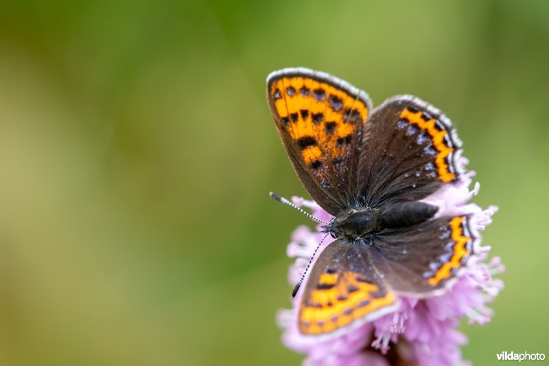 Blauwe vuurvlinder op adderwortel