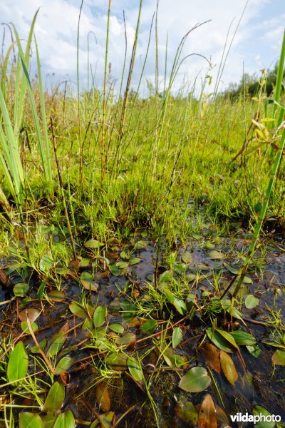 7140_meso / 3130_aom