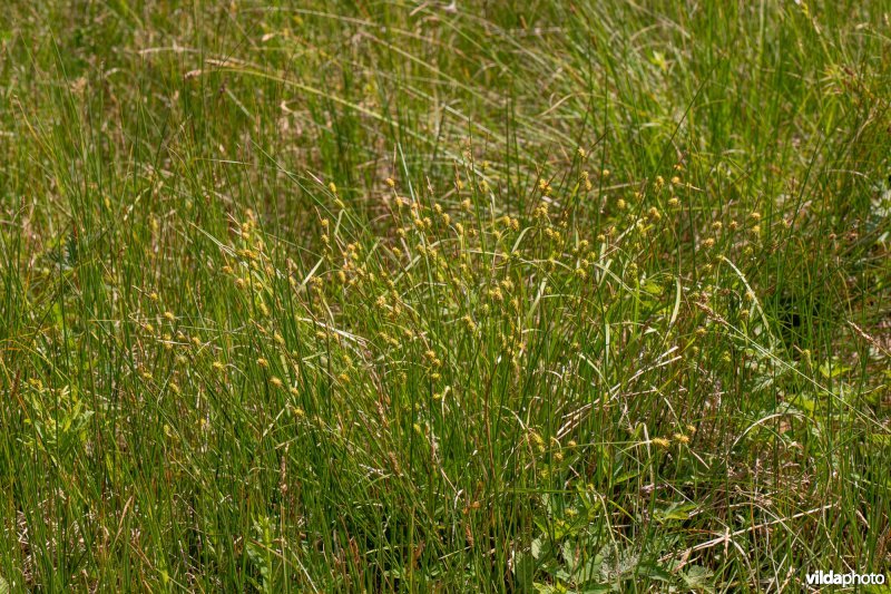 Gele zegge