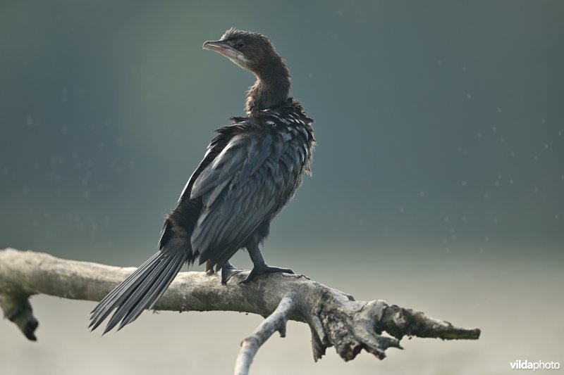 Dwergaalscholver