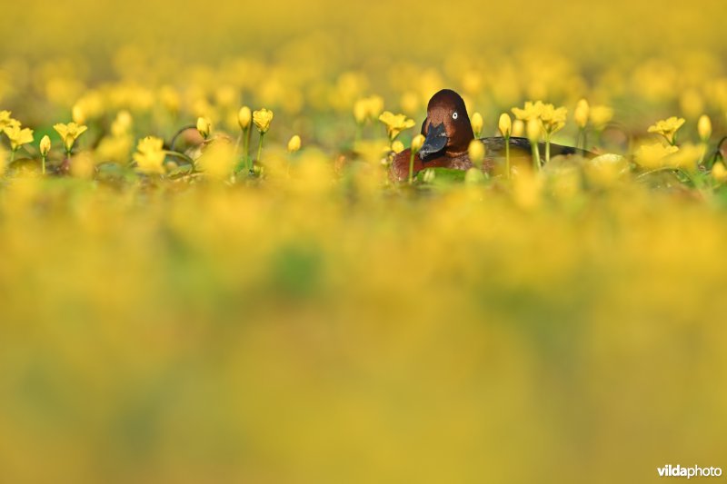 Witoogeend tussen Watergentiaan