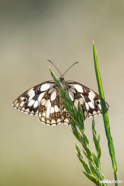 Dambordje bij zonsopgang