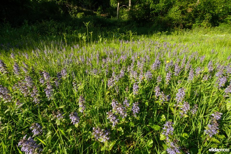 6510 Vochtig schraal hooiland