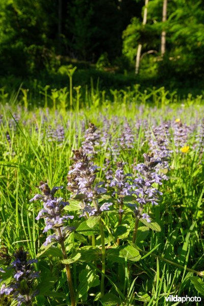 6510 Vochtig schraal hooiland