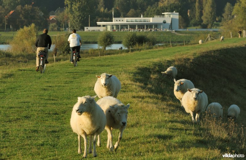 Schapenbegrazing in het Schulensbroek