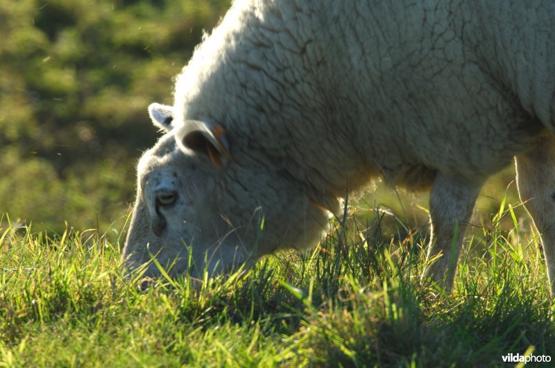 Schapenbegrazing in het Schulensbroek