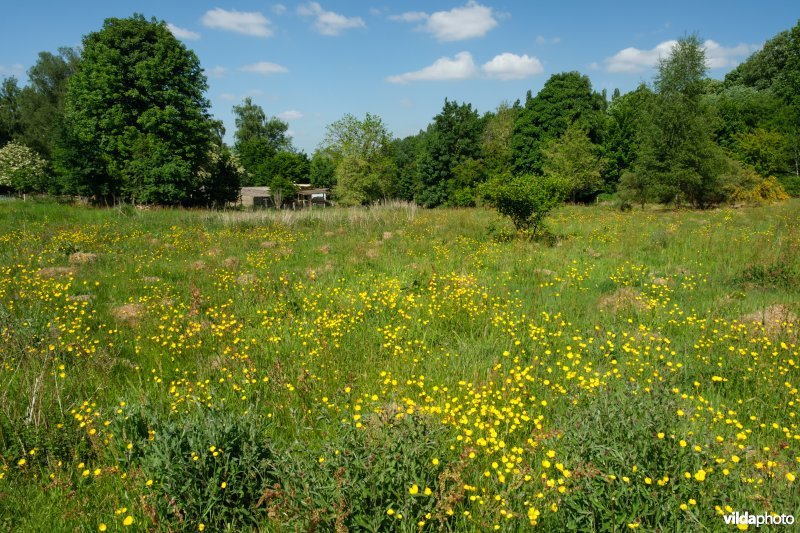 HGB kamgrasland