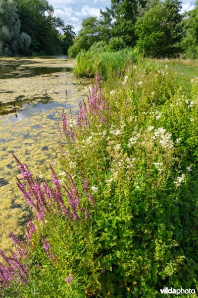 Bloemrijke oevervegetatie