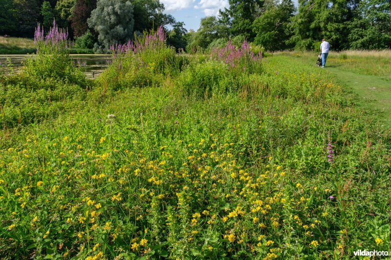 Bloemrijk nat grasland