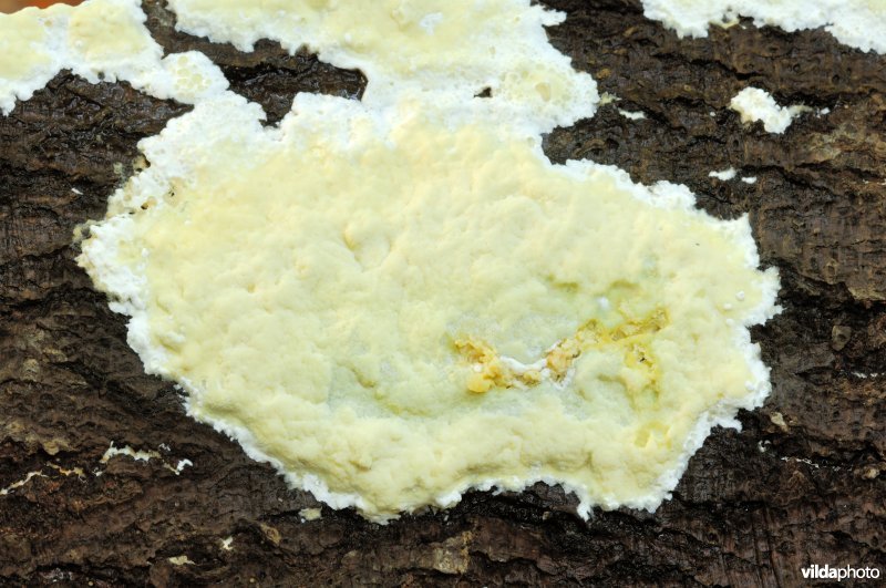 Gelatineuze poria