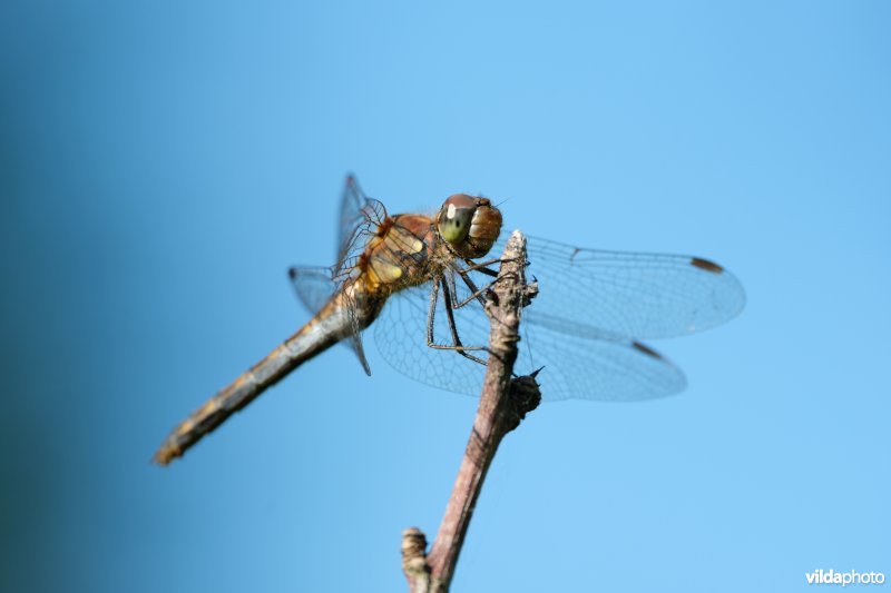 Bruinrode heidelibel