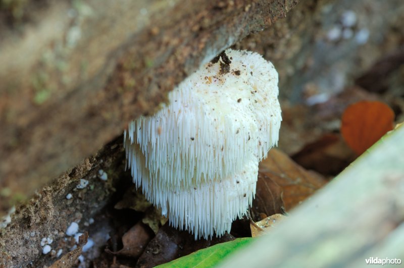 Pruikzwam in het Zoniënwoud
