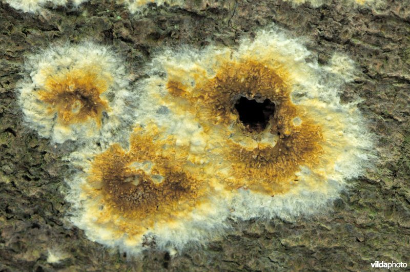 Kelderzwam op een dode beuk