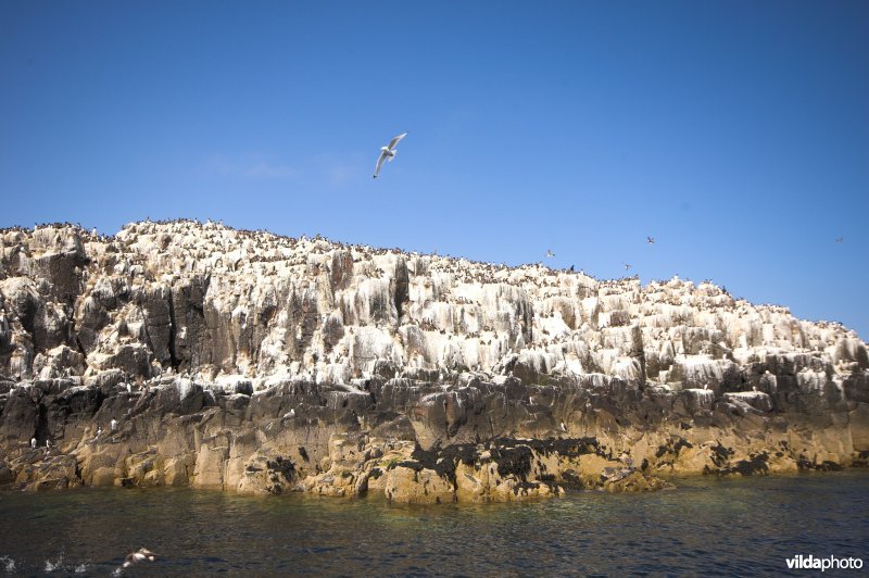Farne Islands