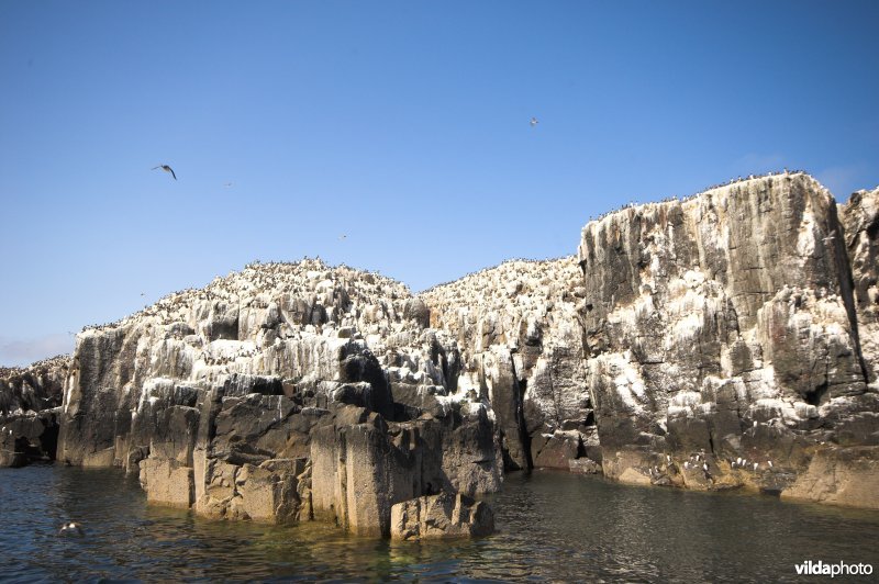 Farne Islands