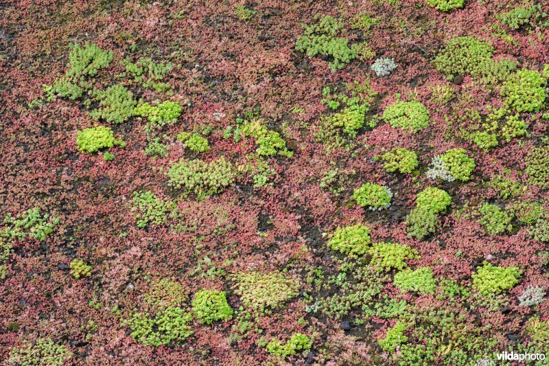 Groendak op een hotel