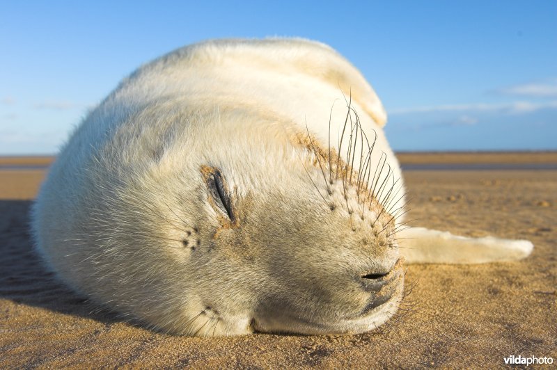 Pup Grijze zeehond slaapt